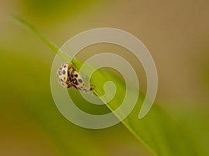 Mating Ladybugs