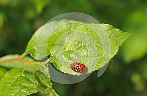Mating ladybugs