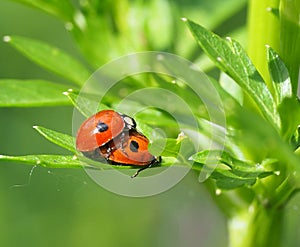 Mating Ladybugs Or Coccinellids On Parsley Stalk