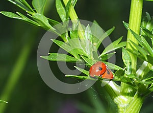 Mating Ladybugs Or Coccinellids On Parsley Stalk