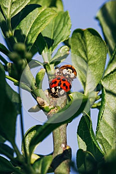 Mating ladybugs on tree