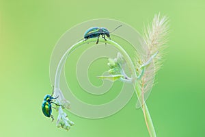 Mating leaf beetle