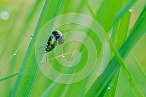 mating leaf beetle