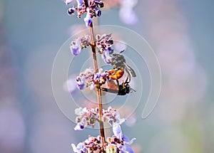 Mating Leafcutter bees photo