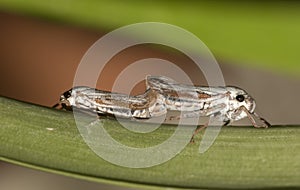 Mating Leafhopper