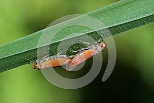 Mating leafhoppers