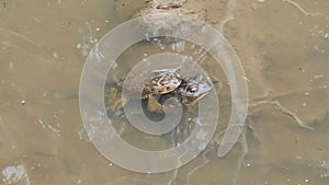 Mating Leopard frogs in pond