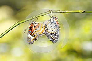 Mating Leopard lacewing Cethosia cyane euanthes butterfly hang