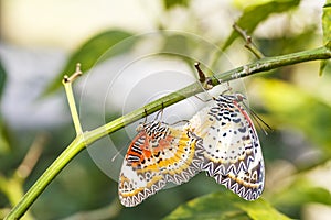Mating Leopard lacewing & x28;Cethosia cyane euanthes& x29; butterfly hang