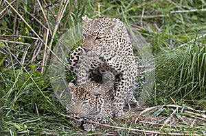 Mating leopards