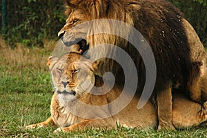 Mating Lions 1