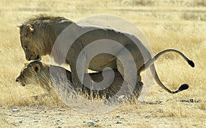 Mating Lions