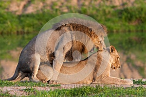 Mating lions