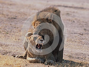 Mating lions