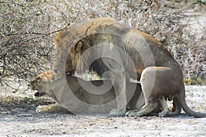 Mating lions photo