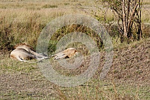 Mating lions. The aftermath, exhausted