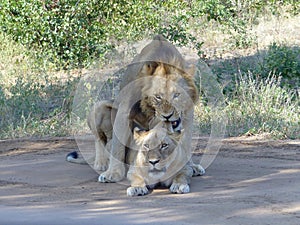 Mating lions couple while lion bites ear of lioness