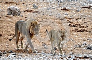 Mating lions, Etosha national park, Namibia