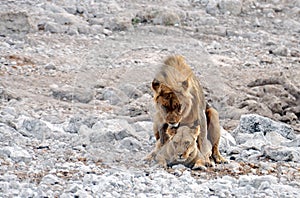 Mating lions, Etosha national park, Namibia