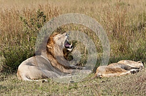 Mating lions, foreplay