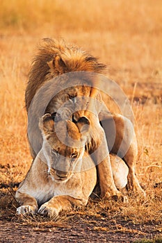 Mating lions in Masai Mara