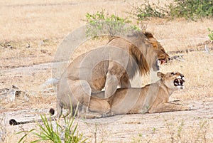 Mating lions in the savannah in africa - national park selous game reserve in tanzania