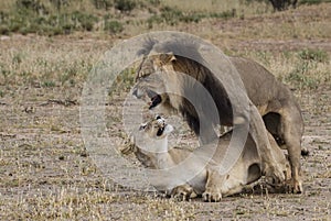 Mating lions
