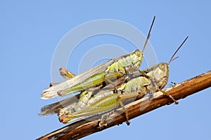 Mating locusts