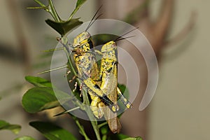 Mating locusts