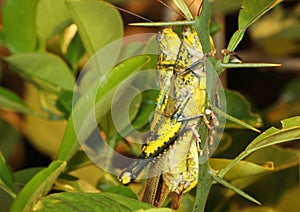 Mating locusts
