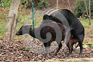 Mating lowland anoas