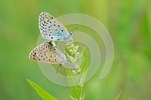 Mating Lycaenidae butterfly