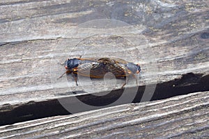 Mating make and female of Pharaon cicadas