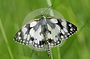 Mating Marbled White butterflies