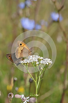 Mating meadow brown butterflies (Maniola jurtina).