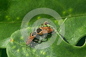Mating Milkweed Bugs
