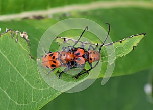 Mating Milkweed Bugs