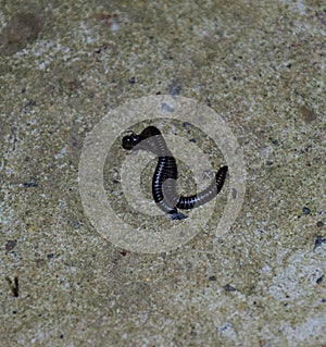 Mating millipede. Millipede - centipedes black with strong armor