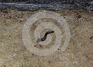 Mating millipede. Millipede - centipedes black with strong armor