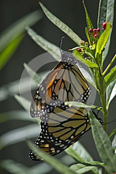 Mating Monarchs