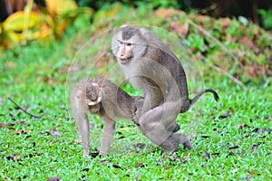 Mating a monkey photo