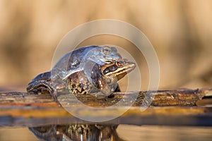 Mating The Moor frog Rana arvalis in Czech Republic