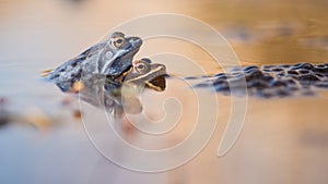 Mating moor frogs in the water next to spawn