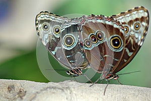 Mating of morphos 3