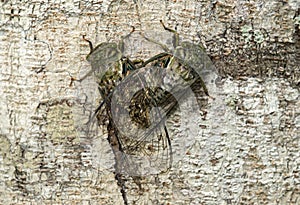 Mating neotropical Fidicina cicadas