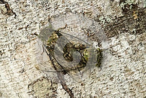 Mating neotropical Fidicina cicadas photo