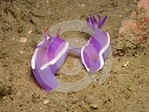 Mating nudibranch
