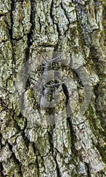 Mating on the oak bark the Cerambycidae beetles