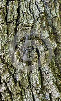 Mating on the oak bark the Cerambycidae beetles photo