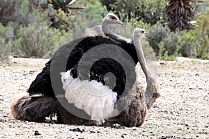 Mating Ostrich Birds